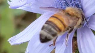 Chickweed and Honey Bee