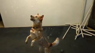 dog loves to play with bubbles - dogs vs. bubble gun | dog plays with bubbles for the first time