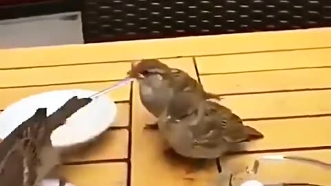 Mother Sparrow at restaurant