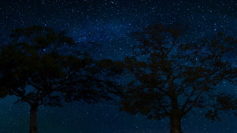 Time Lapse of 2 Trees with Shooting Stars