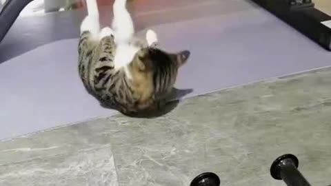 Cat funny exercise hahahaha