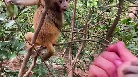 Cute little monkey 2