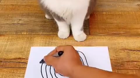 Dizzy Cat Mesmerized by Drawing