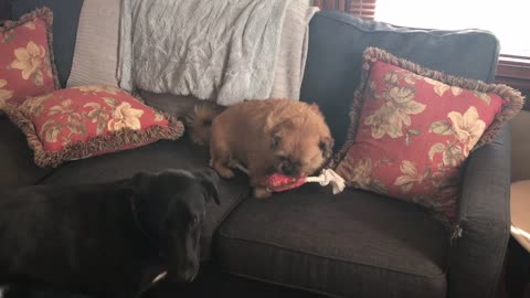 Turkey Dog Doesn’t Want To Share His Sausage Link