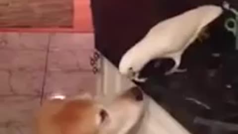 A parrot feeding a dog