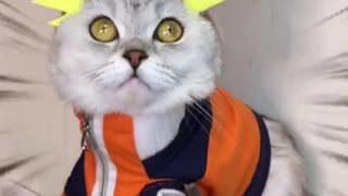 my anime cat dressed up like naruto Uzumaki