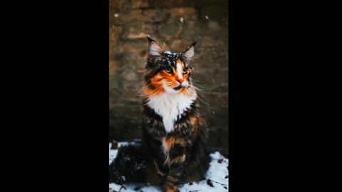 Cat has hilarious reaction to first snow encounter