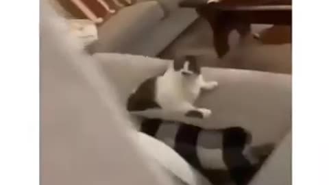 Cat does the most aggressive fight