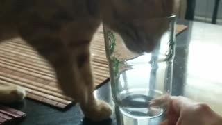 Kitten drinks water in the cutest way possible