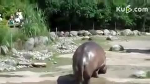 Funny Videos 2015 - Pate 2-Hippo ungainly