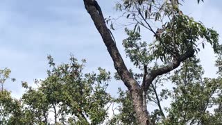 Goanna Goes for Bird's Nest