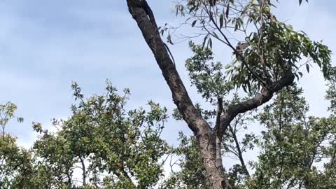 Goanna Goes for Bird's Nest