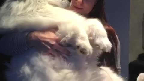 Cuddle baby Samoyed