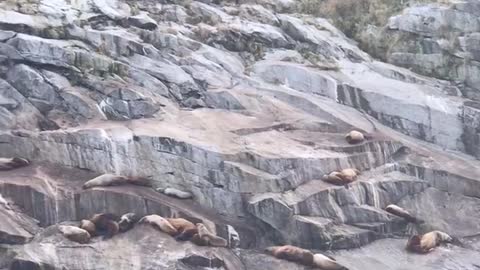 Baby seals playing