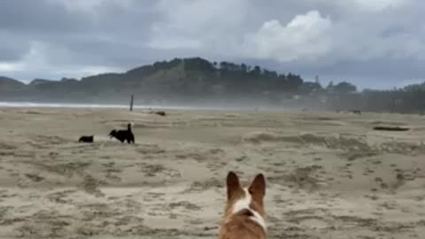 Loki goes to the beach 🐾🐚😍