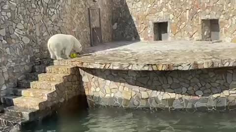 polar bear playing with a ball