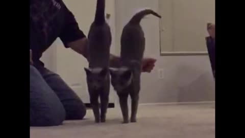 Cool Slow Motion Dual Cat Jump!