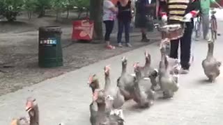 Marching geese parade is the best kind of parade