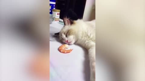 The cat sleeps sweetly #FunnyPets #shorts