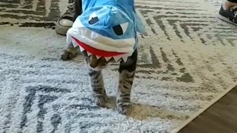 Funny Cat Falls Over While Wearing Hilarious Costume