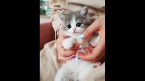 Cutest Cats -funny and cute