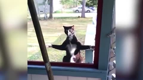 Funny Scaredy Cats Compilation! - (READ DESCRIPTION) 👇🔥