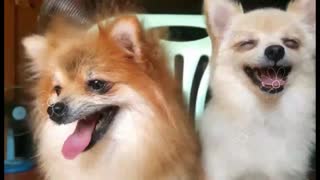 Smiling Pomeranian