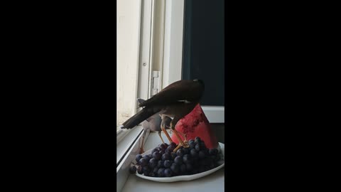 funny birds eating fruit