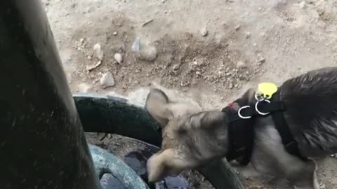 Dogs Drinking Water In Their Way