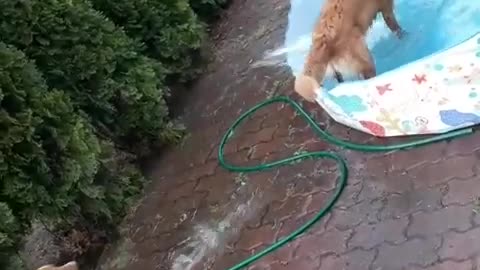 Dog in Pool Splashes Water at Puppy Outside of Pool