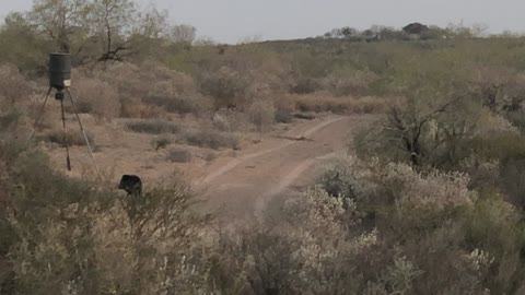 Javalina feeding off game feeder