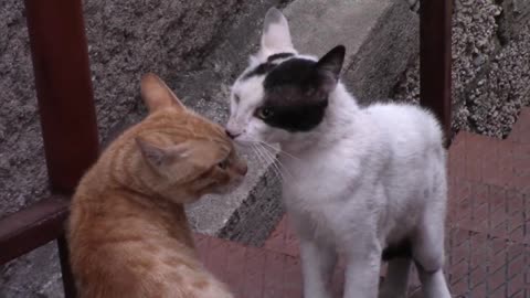 BEST CUTE AND FUNNY CAT VIDEO 2021