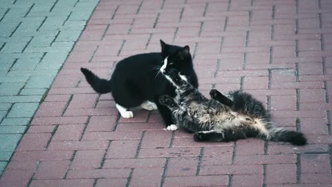 Playful cats play together on the street in a sexy way