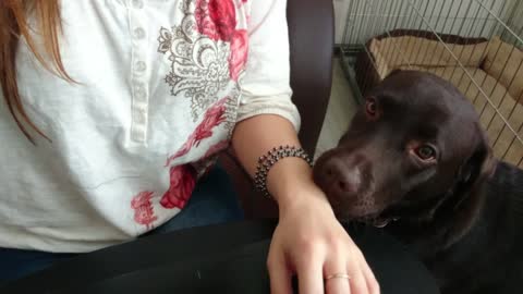 Labrador makes it difficult to work from home