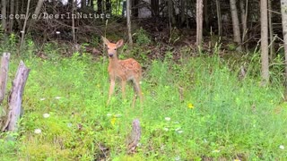 Fawn following his mother