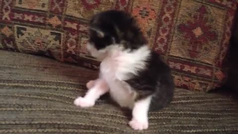 Two Week Old Kitten Lets Out a Cute Roar!