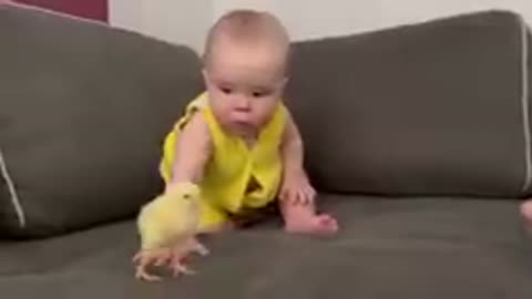 Baby tries to catch baby chicks