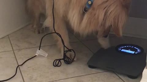 Dog Flipping Out On Scale Is All Of Us After The Holidays