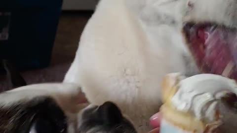 Ice-cream Loving Dogs