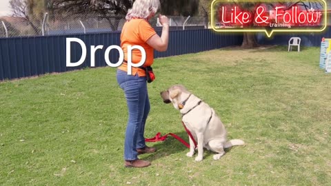 "Easy Training Techniques: Teaching Your Dog to Sit and Lie Down"