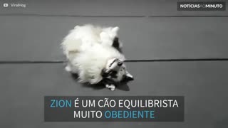 Este cão é um verdadeiro equilibrista!