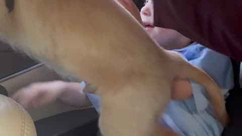 Puppy's tail goes into overdrive when picking up his favourite person from school