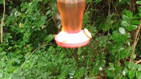 Hummingbird Feeder