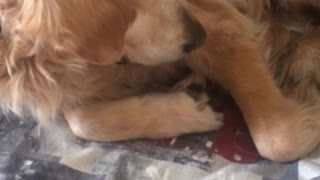 Woman touches brown dog dog is confused