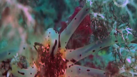 Sea Cucumber feeding tentacles