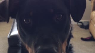 Black dog stares at camera and then jumps at its owner holding the camera