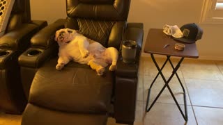 Bulldog Chills Out Hard While Watching Tv