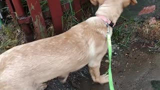 Dog meets strange waterfall