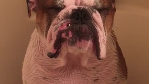 English Bulldog literally cries during bath time