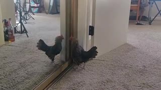 Tiny bantam chicken sees her own reflection for the first time